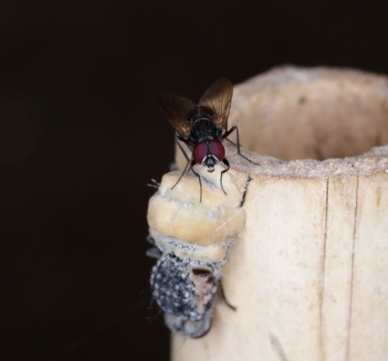 Mosca uccisa da un fungo diabolico